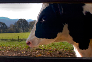 quality of life cow quality of life cow